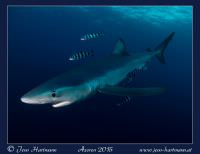 Blauhai bei einem Blue Dive